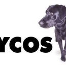 라이코스 이미지