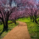관매정 | 대구 군위 사유원 매화축제 입장료·기간·주차장 총정리 | 직접 다녀온 솔직 후기