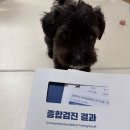 혜원동물병원 | 그린벳 강아지 알러지 검사 177종 받아본 비용 및 후기 : 충격적인 결과,, (먹일수 있는 사료 찾는법)