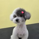 이웃집 메리 이미지