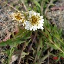 하얀민들레 이미지