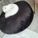 한마음어린이공원 화장실 | 강아지 화식 만드는 곳 멍이방앗간 수제 자연식 너무 잘 먹어
