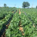 다현농장 이미지