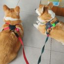 송담동물병원 이미지