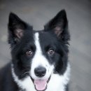 하얀여우 수제간식 이미지