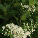 오소포연대 이미지