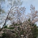 마두공원(정발초 옆) 이미지