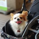 광교 애견동반식당 닐리 테라스에서 강아지와 함께:)