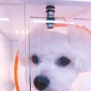 마송 동물병원 이미지