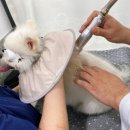 일산동물병원 탑케어의료원, 강아지 슬개골탈구관리 수중재활 허리디스크관리 레이저치료