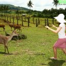 사슴농장 이미지