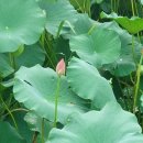 유등연지 이미지