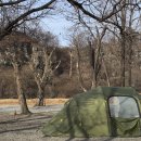 초평밤나무 이미지