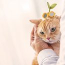 아이야스튜디오.첼로사진예술원 네이버블로그