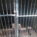 호동이PC 이미지