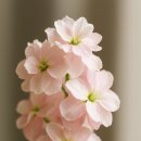 비단향꽃무 이미지