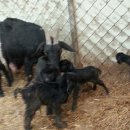 다산흑염소농장 이미지