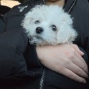 가파보건진료소 | 평택 강아지 입양 알아보다 겪은 일… 데려오자마자 치사율 높은 파보 진단