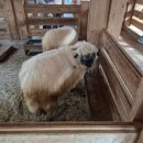 종일농원 | [고창 글램핑] 상하농원 파머스빌리지 글램핑 스파 내돈내산 후기