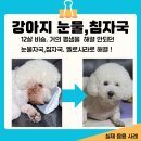 도담순천동물약국 | 강아지 눈물자국 없애기, 고양이 눈물자국, 약국 전용 영양제 추천