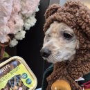 대덕공원 | 행주산성잔치국수 먹고 고양대덕생태공원 애견동반 산책