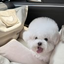 구스터프 | 강아지 쿠션 추천 구구구스터프 모찌이너쿠션 모카브라운 후기