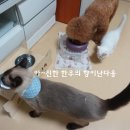 아이디얼푸드 이미지