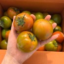 믿음축산농장 | 싱그리움농장 대저짭짤이토마토 2.5kg 제철에 먹어야 하는 이유