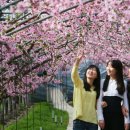 복사꽃향기 이미지