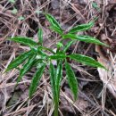 푸른농장B 이미지