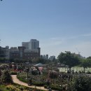 조선대학교 장미원 | 광주 가볼만한 곳 5월 장미축제 조선대학교 장미원