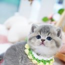 강남고양이분양 스타돌스 이미지