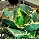 백경 이미지
