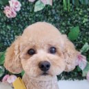 그루밍140 이미지