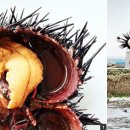 초도항 성게조형물 이미지