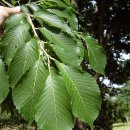 느릅나무 [Ulmus davidiana var. japonica] 유근피의 효능 이미지