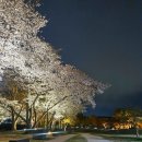 경주 야간 명소 벚꽃🌸 경주 동궁과 월지 야경🌃