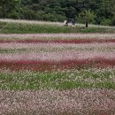 [류재림의 포토다큐] 이상기온에도 변함없이 찾아온 ‘가을의 전령’ 가을꽃 이미지