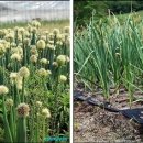 송내목장 이미지