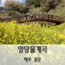 2월 22일(화) 제주 유채꽃 바다에 빠져 '봄' 이미지