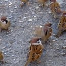 서울참새 이미지