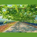 아침농장임실 | [임실 포도체험농장 + 옥정호]전주 근교 초록빛 청포도 가득 감성 여행기