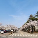 한양대기숙사(인재3관) | 한양대학교 에리카캠퍼스로 벚꽃놀이 다녀온 후기