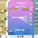 전통발효농법- 식물과 미생물간 상조작용 Biological interaction 이미지