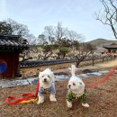 회연서원 | 애견동반으로 성주 회연서원 다녀왔어요