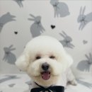 개린이미용실 | 대구 남구 대명동 애견미용실 개린이살롱 (비숑 미용/ 교대역 애견미용 /명덕역 애견미용)