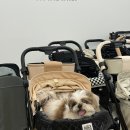 강아지 이모 | 부천 [펫랜드] 강아지 유모차 할인매장, 로얄테일즈 글로리아 시승 후기