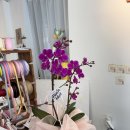 안진4길 | 고양 지축역 인근 꽃이 선물용 꽃 호접난 내돈내산 후기 :: 피우다 꽃