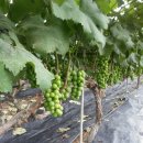 상리농장 이미지