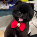 댕스타일 이미지